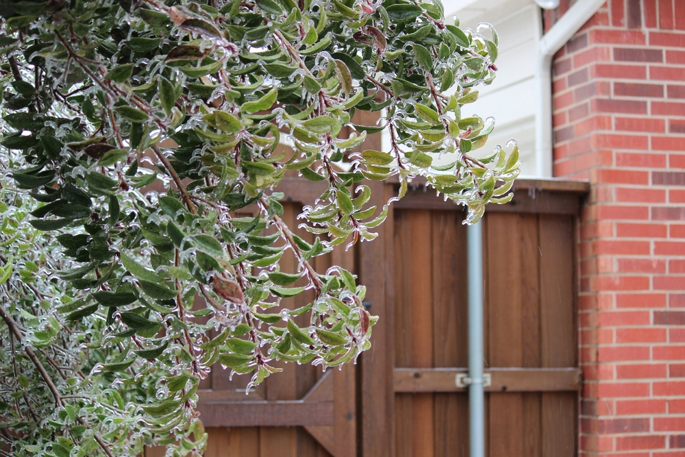 Guide to Keeping Trees Healthy During Winter in North Carolina